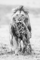 2023, Finalist - The Greatest Masaai Mara