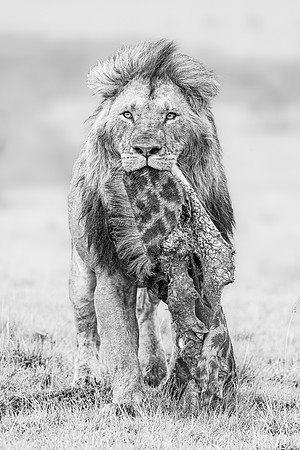 2023, Finalist - The Greatest Masaai Mara