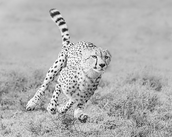 2025, Refocus Awards BW, Wildlife