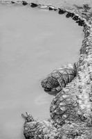 2025, Refocus BW, Abstract, Bronze Award and People's Choice Award