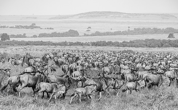 2025, Refocus Awards BW, Nature