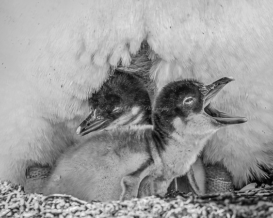 2025, Refocus Awards BW, Wildlife