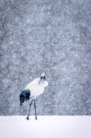 2025, Refocus Color Photography, Wildlife