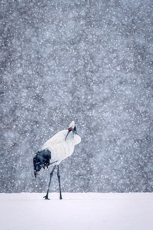 2025, Refocus Color Photography, Wildlife