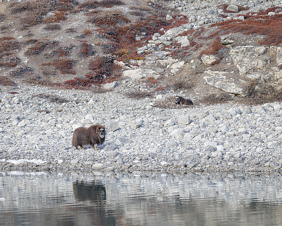 2025, Refocus Color Photography, Wildlife