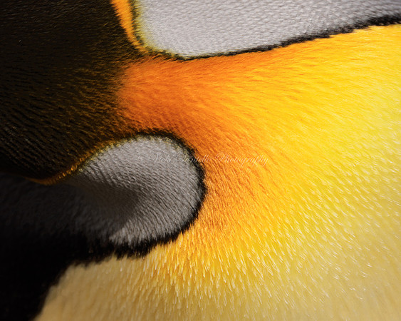 2025, Refocus Color Photography, Abstracts