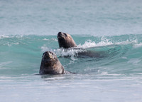 Marine Animals
