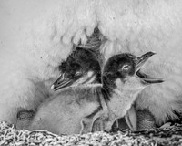 2025, Refocus Awards BW, Wildlife