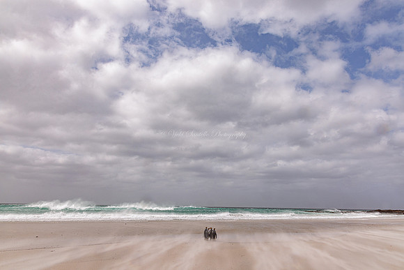 Category Top 100, WildArt POTY, 2023, Space