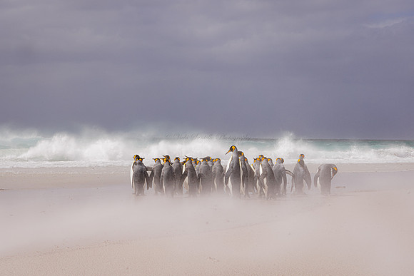 2025, North American Nature Photographers, Top 100