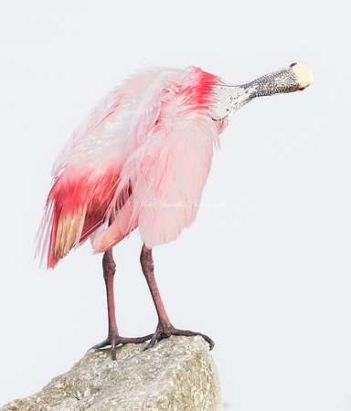 High Key Preening