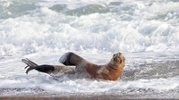Marine Animals