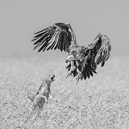 2026, Bird Photographer of the Year, Finalist
