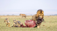2026, Africa Geographic, Weekly Gallery Finalist