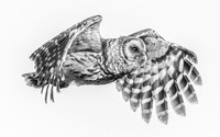 2026, Exposure 1 One Shot, Wildlife Category Finalist