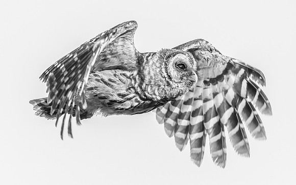 2026, Exposure 1 One Shot, Wildlife Category Finalist