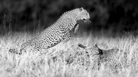 2026, Exposure 1 One Sot, Wildlife Category Finalist