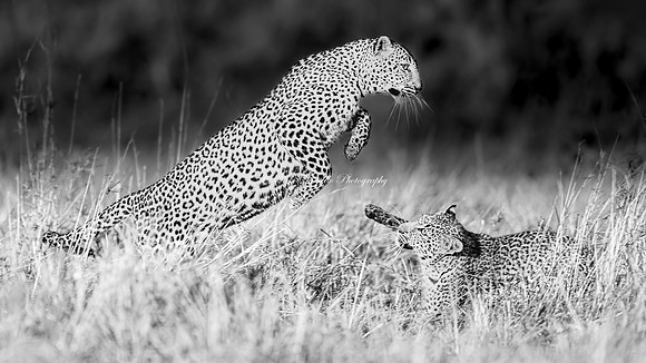 2026, Exposure 1 One Sot, Wildlife Category Finalist