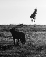 2026, Exposure 1 One Shot, Finalist Wildlife
