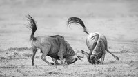 2026, Exposure 1 One Shot, Wildlife Category Finalist