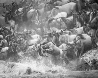 2026, Exposure 1 One Shot, Wildlife Category
