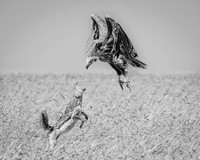 2026, Florida Museum of Photographic Art, First Place Nature Category