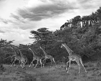 2026, Nature Photographer of the Year, Black & White