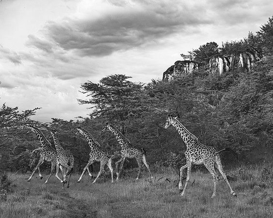 2026, Nature Photographer of the Year, Black & White