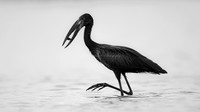 2026, Refocus Black & White, Wildlife Category