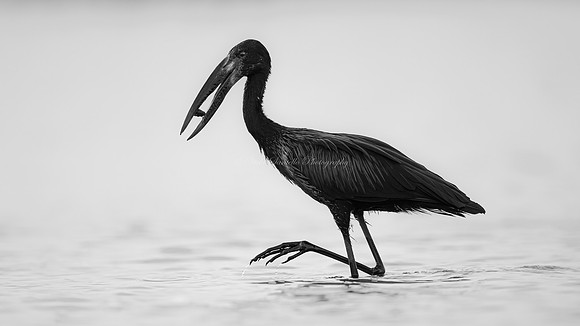 2026, Refocus Black & White, Wildlife Category