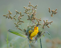 2026, Refocus Color Awards, Wildlife Category