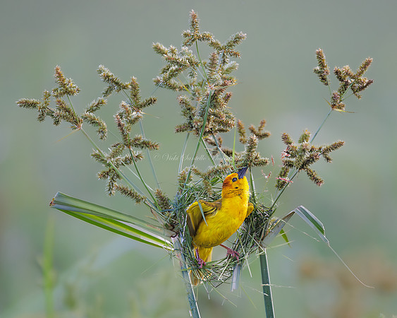2026, Refocus Color Awards, Wildlife Category