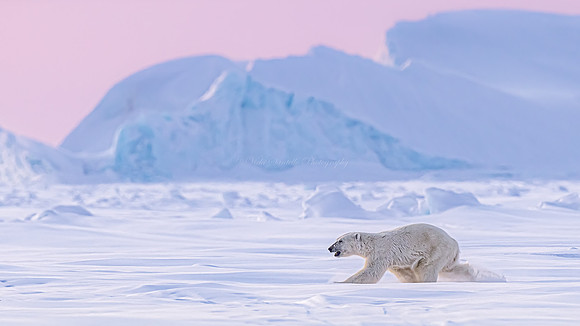 Polar Passion