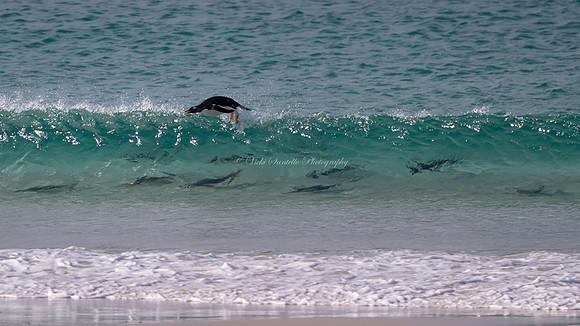 Bird Photographer of the Year, 2021