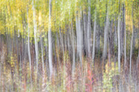Secrets in the Birch Glen