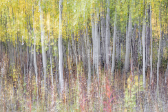 Secrets in the Birch Glen