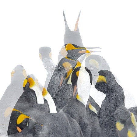 King of the Hill