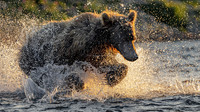 Bears