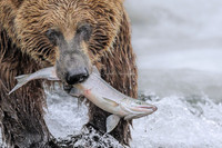 The Catch