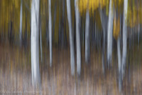 Autumn Colors and Birch Trees