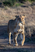 Big Cats