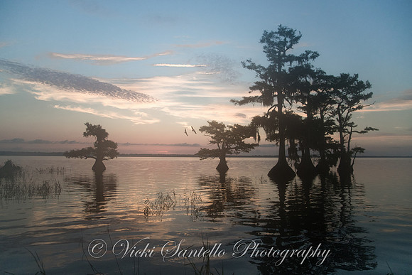 2017, Florida Wildlife Federation - Category Waterscapes