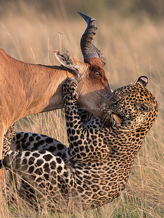 2018, Nature's Best Africa Category Winner, Wild Cat Behavioral
