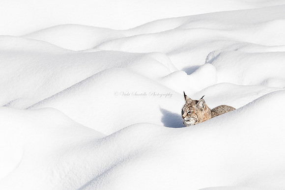 Category Top 100, WildArt POTY, 2022