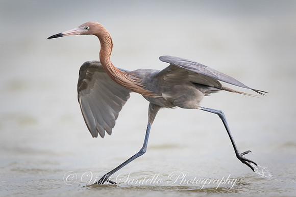 2016, Gainesville Fine Arts Assoc,  People's Choice