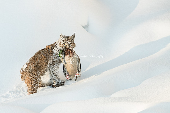 2022, WildArt Photographer of the Year Category Winner, "WET"