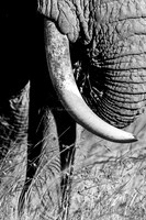 Elephants
