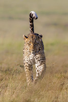 2023, Finalist, The Greatest Masaai Mara