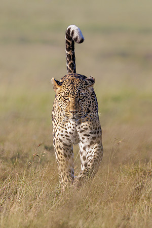 2023, Finalist, The Greatest Masaai Mara