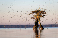 Category Top 100, WildArt POTY, 2023, Space